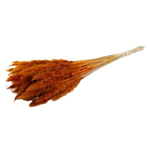 Dried Fluffy Pampas Orange 20pcs Bunch