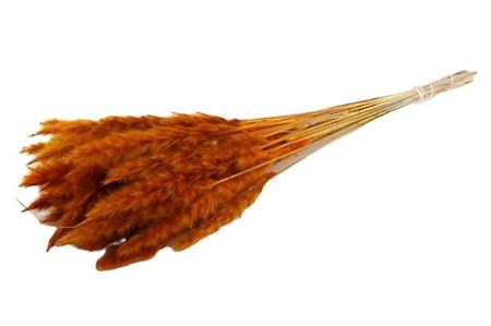 <h4>Dried Fluffy Pampas Orange 20pcs Bunch</h4>