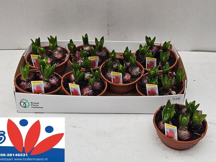 <h4>HYACIN PINK PEARL</h4>