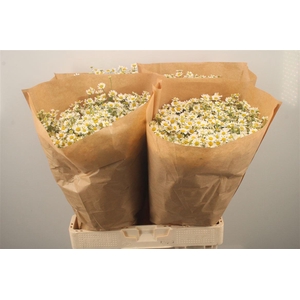 Tanacetum Single Vegmo