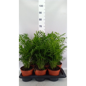 Chamaedorea elegans