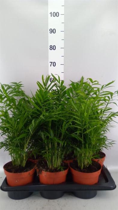<h4>Chamaedorea elegans</h4>