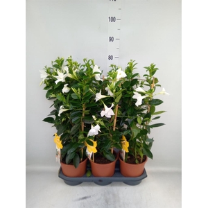Mandevilla sand. 'SumStar White'