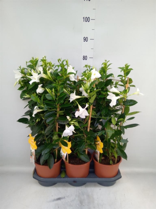<h4>Mandevilla sand. 'SumStar White'</h4>