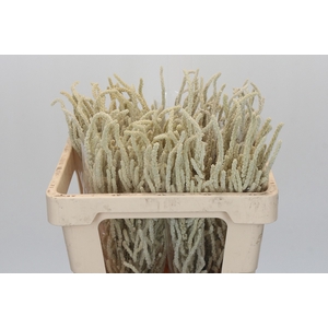 Amaranthus Yearming Desert