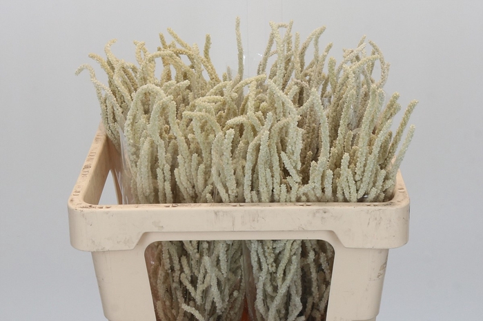 <h4>Amaranthus Yearming Desert</h4>