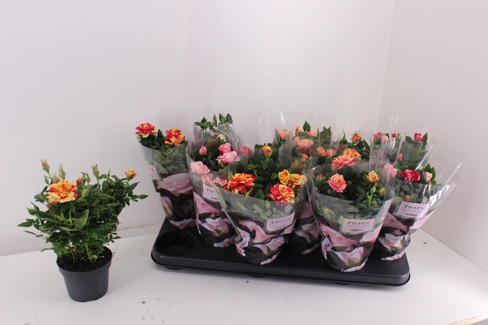 <h4>RO VICTORY GEM</h4>