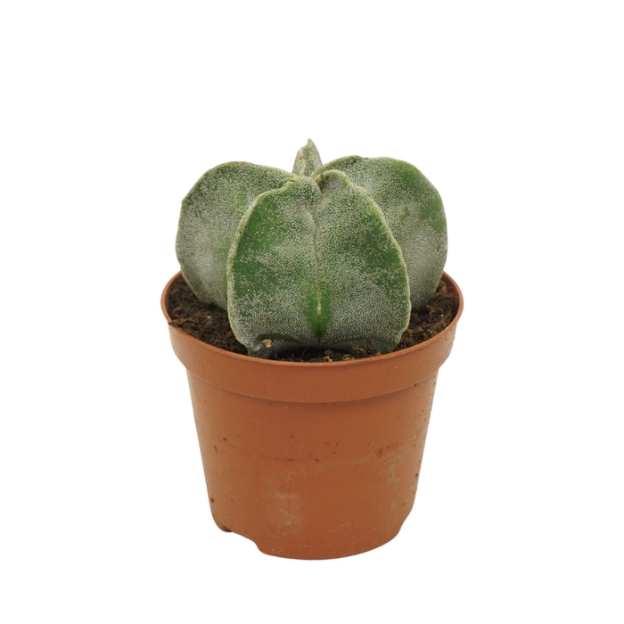 <h4>Astrophytum myriostigma</h4>