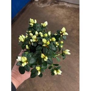 RHODO SI HELLMUT VOG