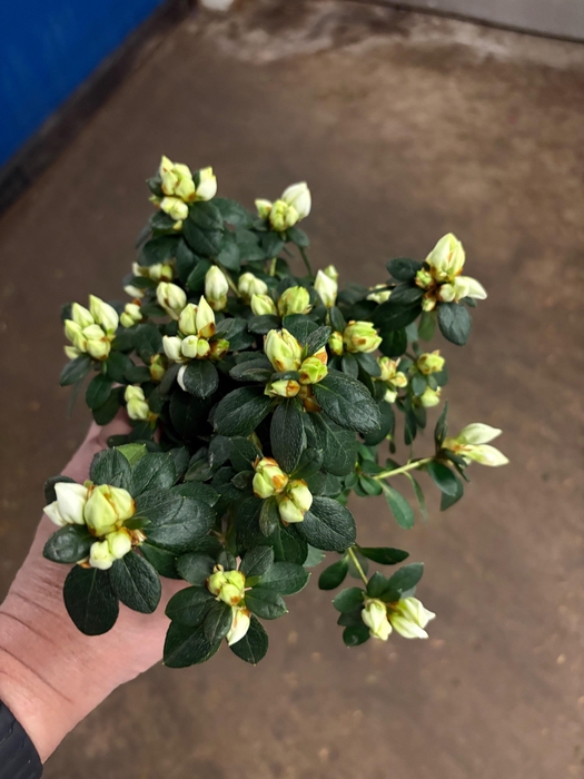 <h4>RHODO SI HELLMUT VOG</h4>