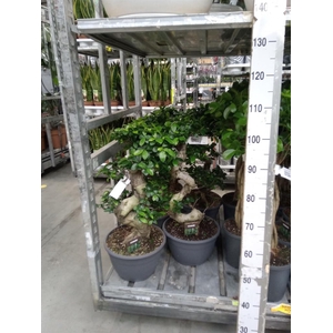 Ficus microcarpa 'Ginseng'