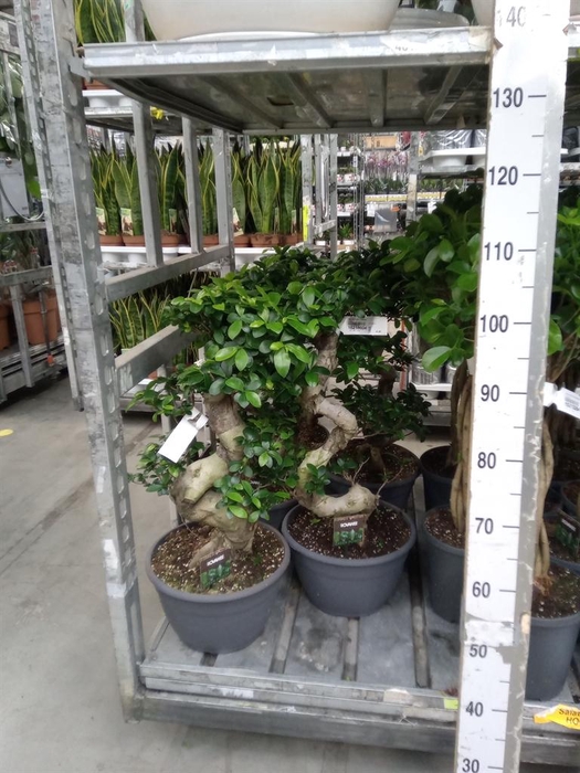 <h4>Ficus microcarpa 'Ginseng'</h4>