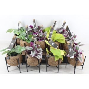 arr3 Kokoplant - Industrial mix S x10