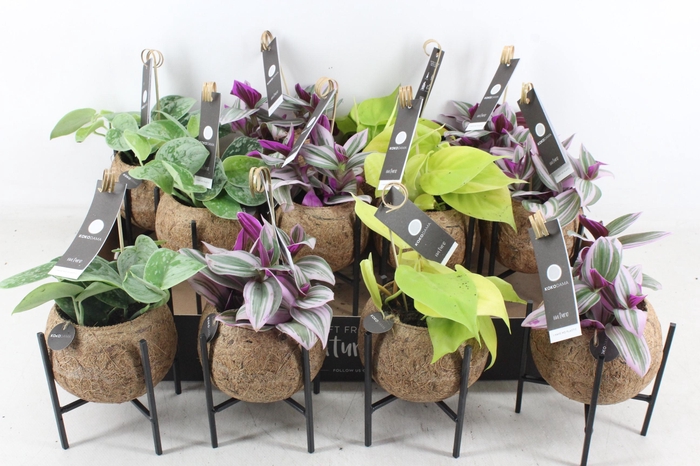 <h4>arr3 Kokoplant - Industrial mix S x10</h4>