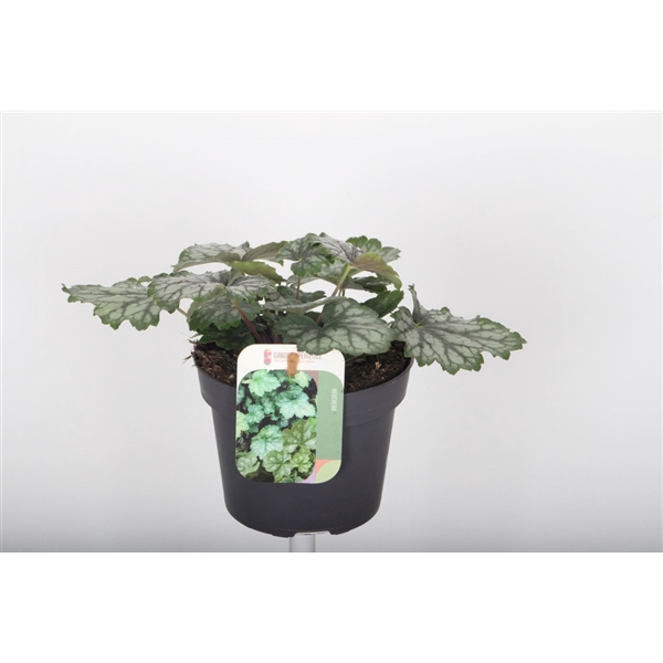 <h4>Heuchera amer. Marvelous Marble</h4>