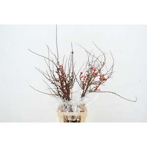 CHAENOMELES SUPERBA 080CM
