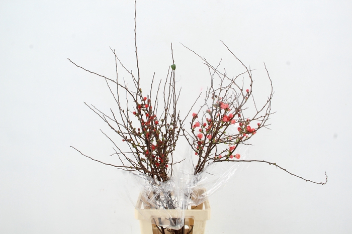 <h4>CHAENOMELES SUPERBA 080CM</h4>