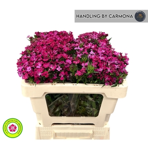 DI BARB AM NEON CHER