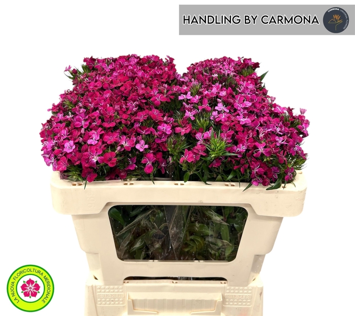 <h4>DI BARB AM NEON CHER</h4>