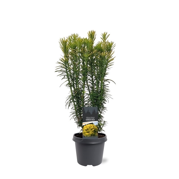 <h4>Cephalotaxus harringtonii 'Korean Gold'</h4>