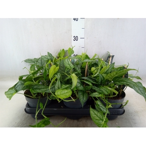 Monstera siltepecana