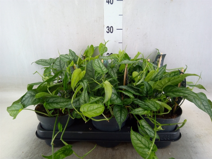 <h4>Monstera siltepecana</h4>