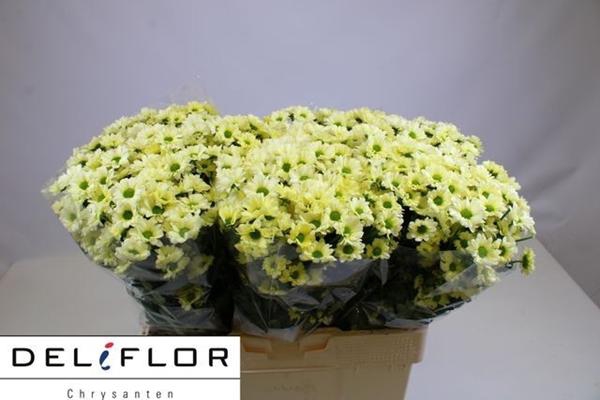 <h4>CHR SAN TEDDY</h4>