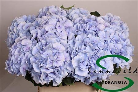 <h4>Hydr M Ch Verena Bl</h4>