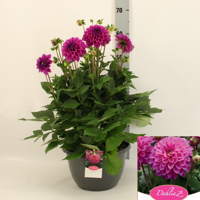<h4>DAHL D M NEON LILAC</h4>