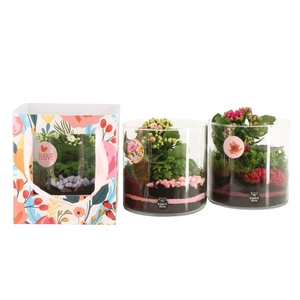 21874: Lovess arrangement