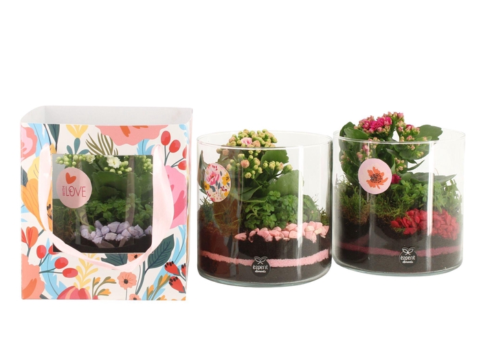 <h4>21874: Lovess arrangement</h4>