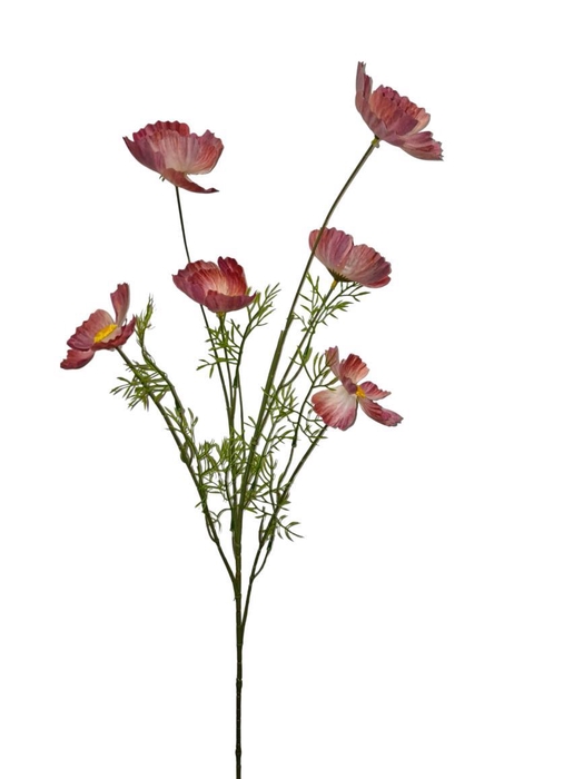 <h4>AF Papaver spr x6 L101cm d.pi</h4>