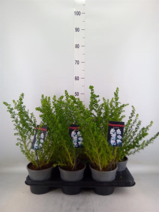 <h4>Prostanthera cuneata</h4>
