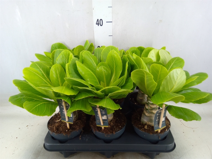 <h4>Brighamia ins. 'Hawaiian Palm'</h4>