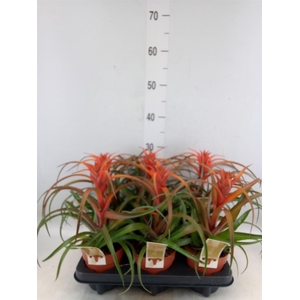 Tillandsia capitata 'Hermosa'