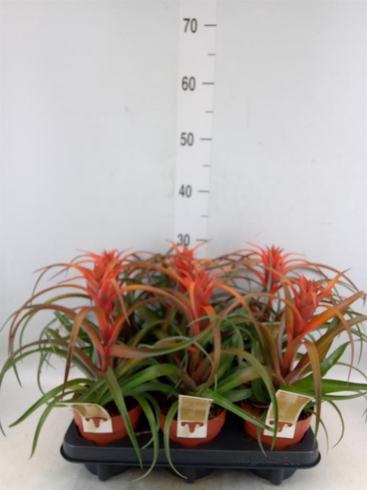 <h4>Tillandsia capitata 'Hermosa'</h4>