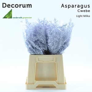 ASP DE CWEBE KLB  H%