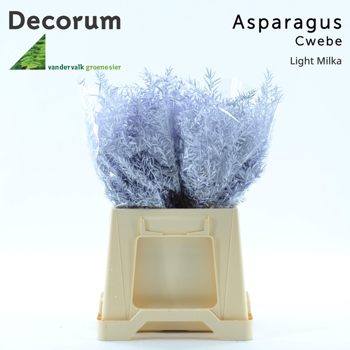 <h4>ASP DE CWEBE KLB  H%</h4>