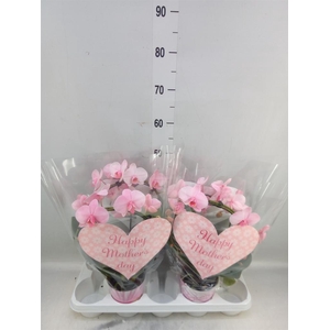 Phalaenopsis   ...rose