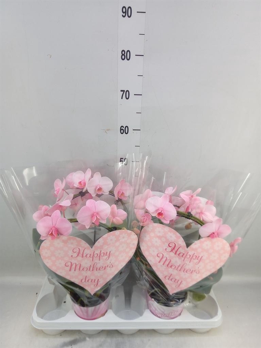 <h4>Phalaenopsis   ...rose</h4>