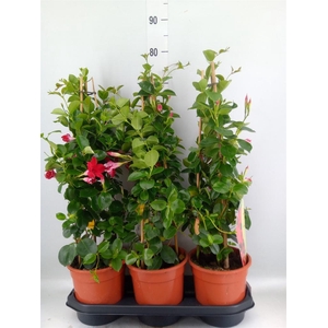 Mandevilla am. 'Sundav Red'
