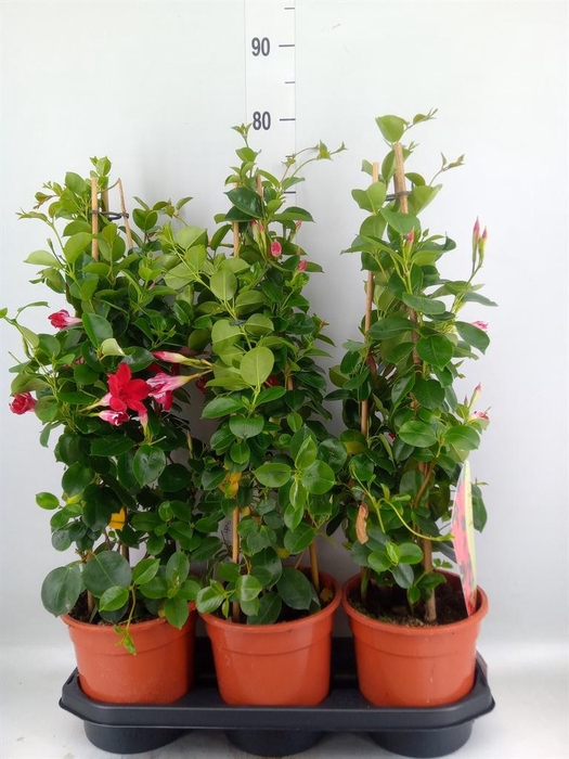 <h4>Mandevilla am. 'Sundav Red'</h4>
