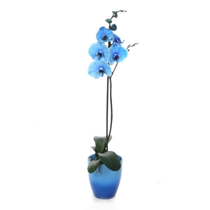 Change Blue Phal I Am Blue 1T9+