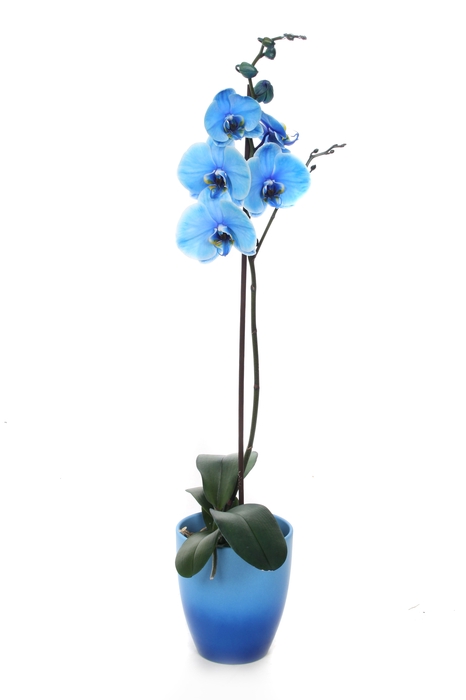 <h4>Change Blue Phal I Am Blue 1T9+</h4>