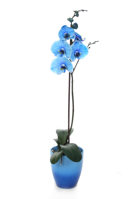 <h4>Change Blue Phal I Am Blue 1T9+</h4>