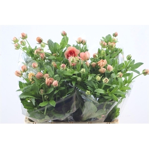 Ran Butterfly Eris 70cm