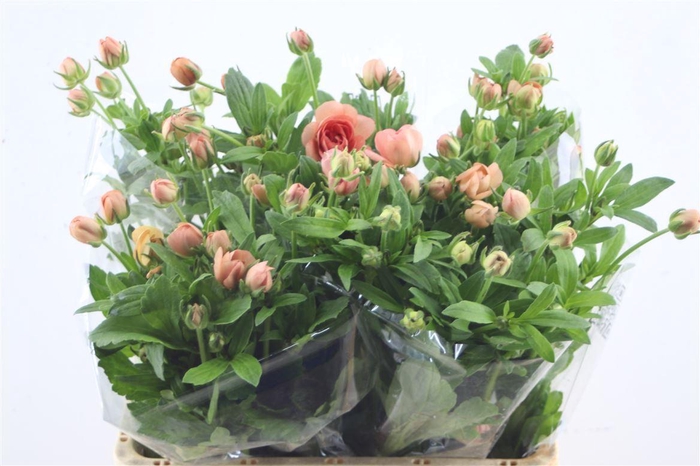 <h4>Ran Butterfly Eris 60cm</h4>