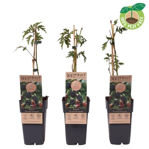 Rubus Thornless Evergreen