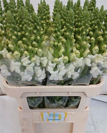 <h4>Antir Opus White</h4>