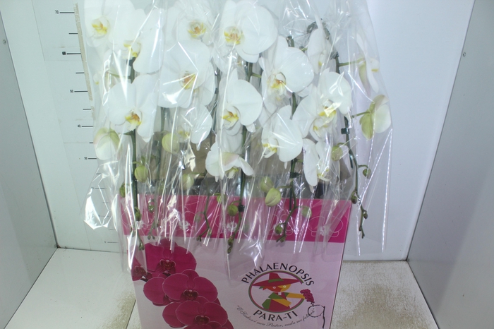 <h4>PHALAENOPSIS CASCATA P15 BRANCO MIN 11 FLS</h4>